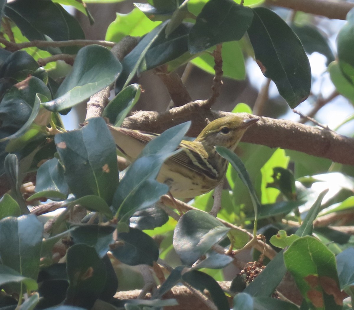 Blackpoll Warbler - Gael Silverblatt