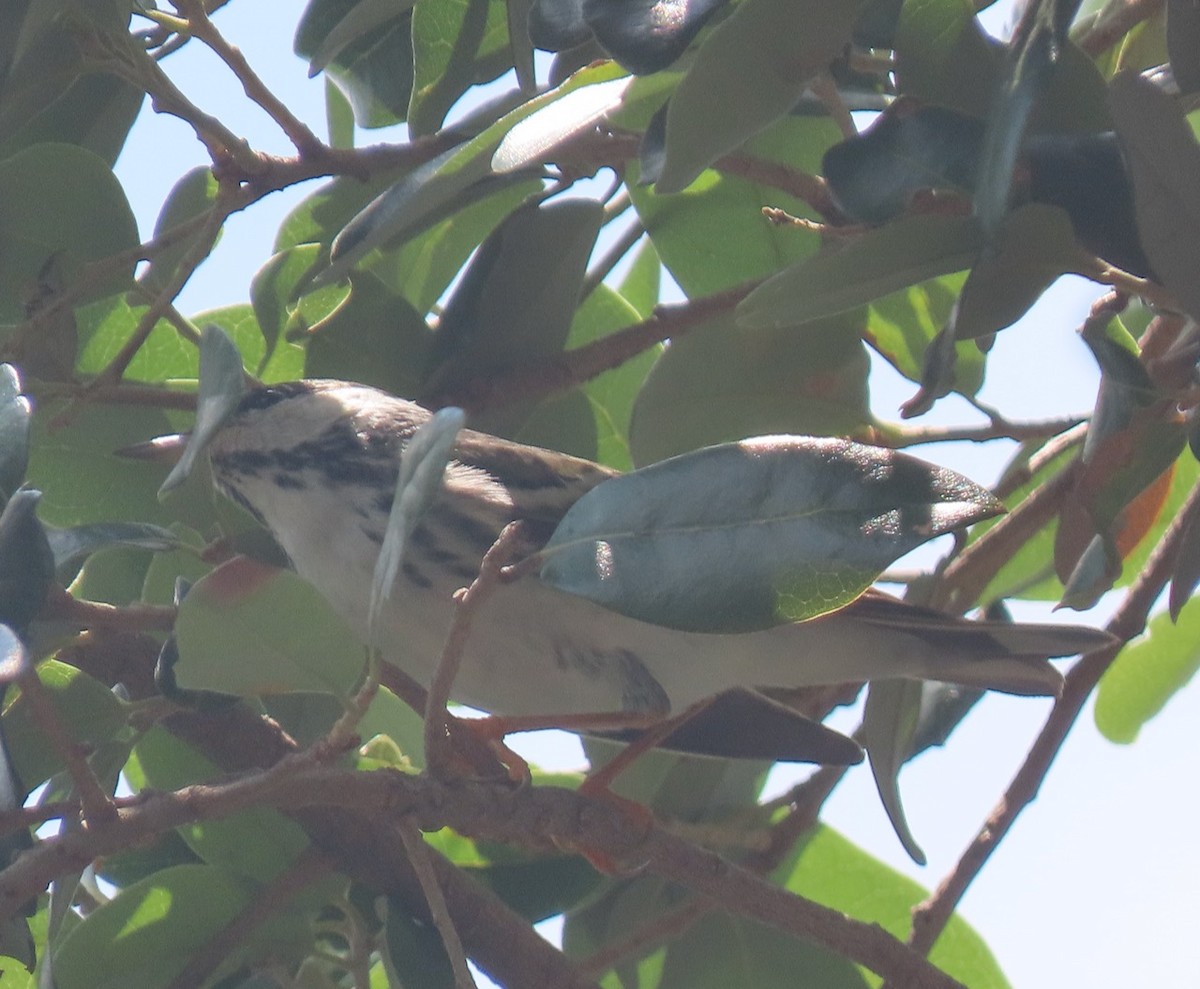 Blackpoll Warbler - Gael Silverblatt