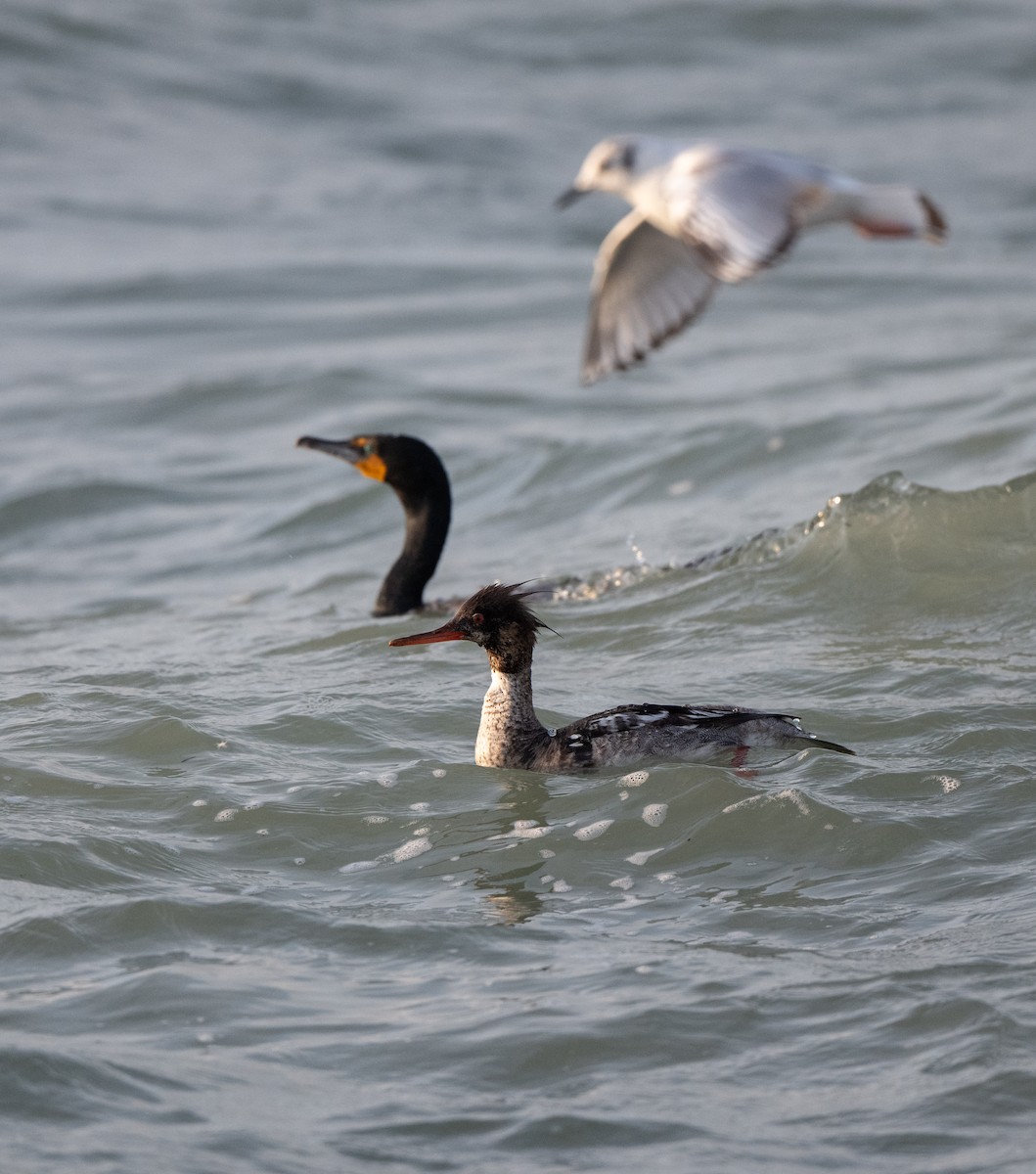 Red-breasted Merganser - Marilyn White