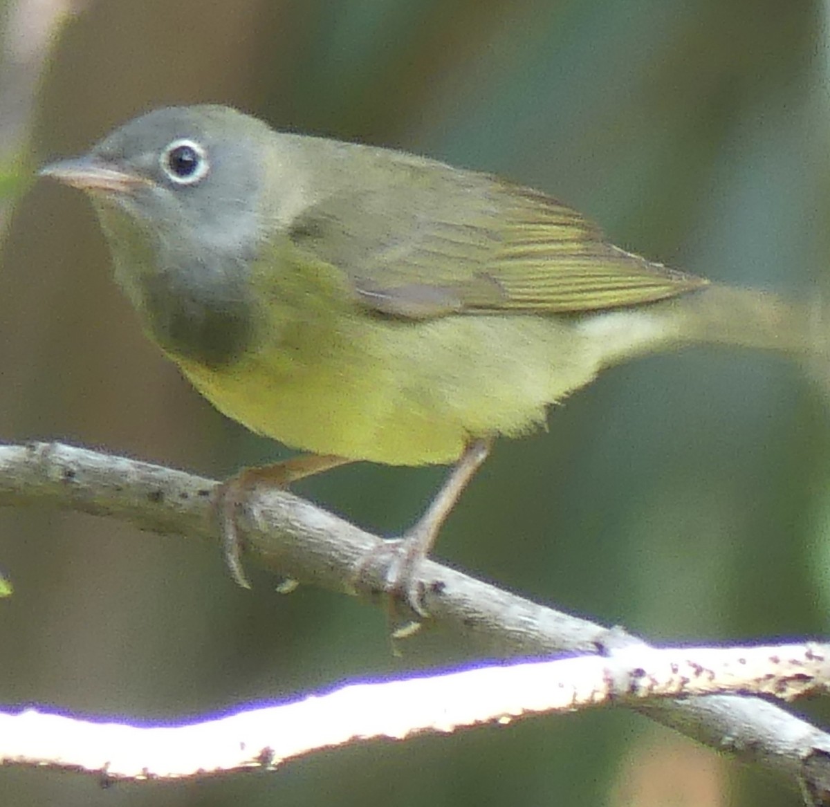 Connecticut Warbler - Thomas Ledford