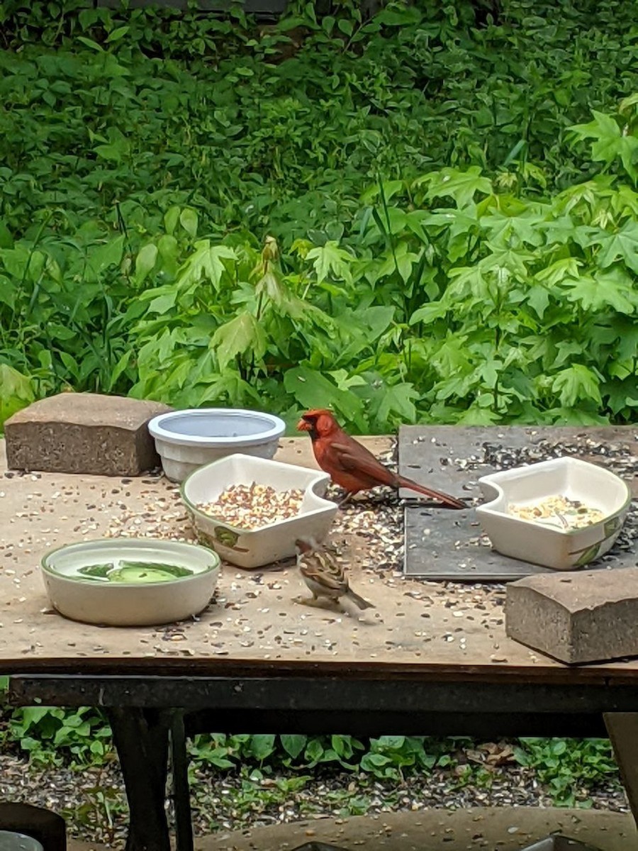 Northern Cardinal - Julio Araque