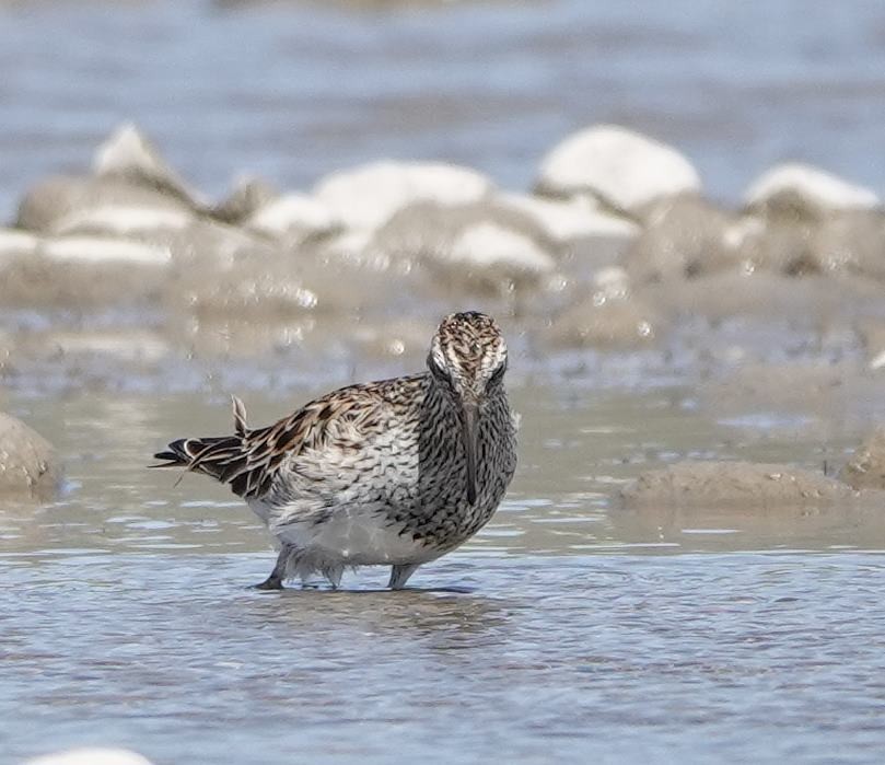 Pectoral Sandpiper - Pat Lucas