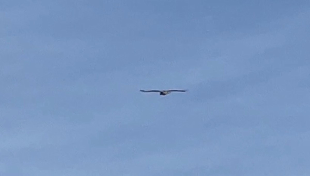 Rotschwanzbussard - ML618828663