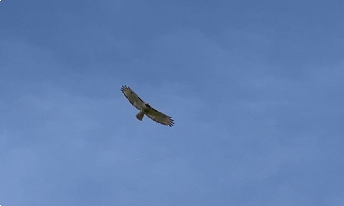 Red-tailed Hawk - ML618828664