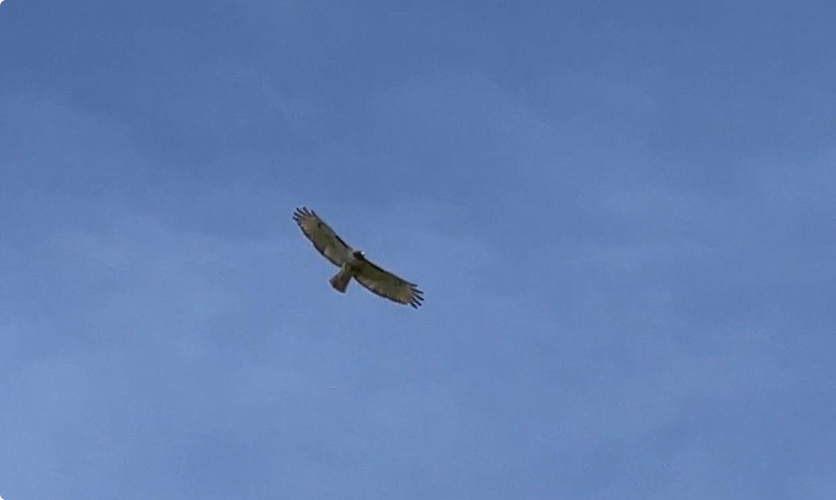 Rotschwanzbussard - ML618828664