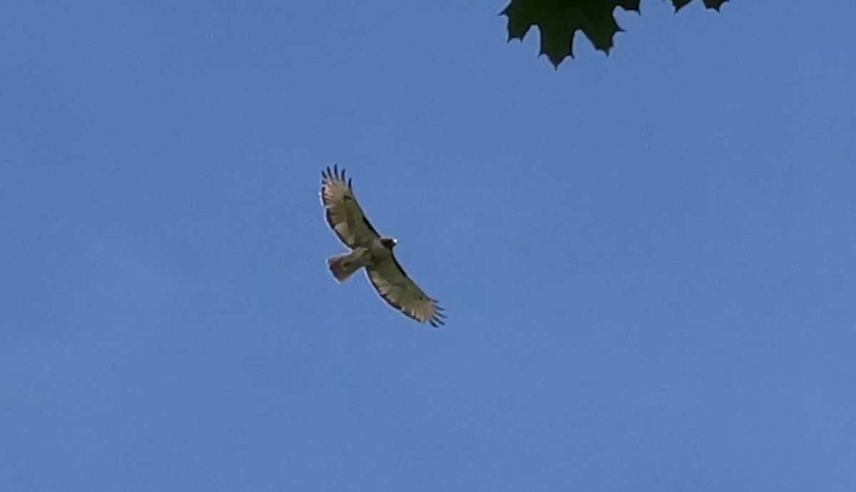 Rotschwanzbussard - ML618828665
