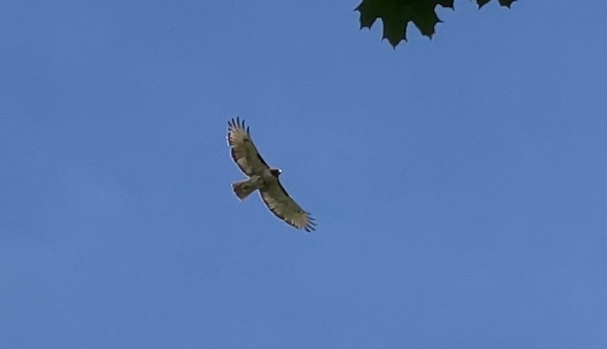 Red-tailed Hawk - Anonymous