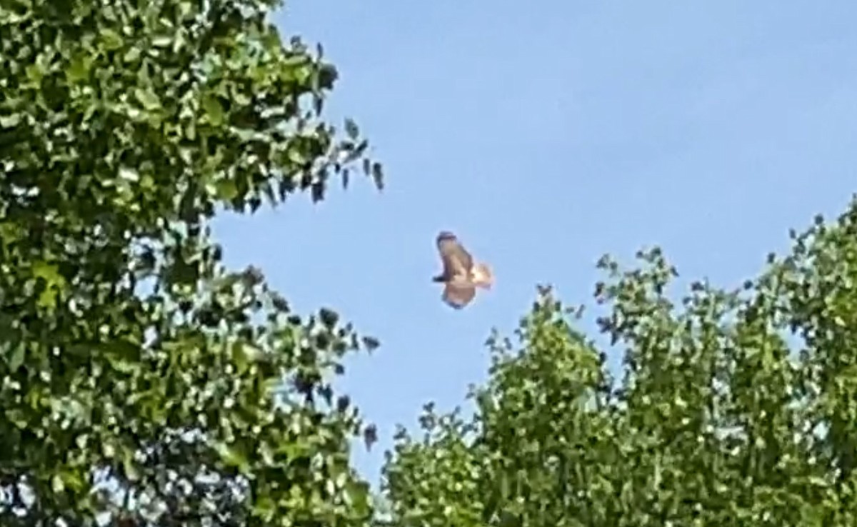 Rotschwanzbussard - ML618828667