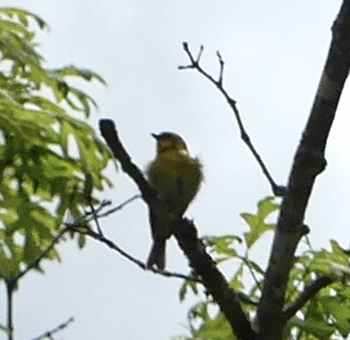 Pine Warbler - Harriet Bell