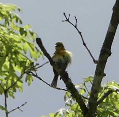 Pine Warbler - Harriet Bell