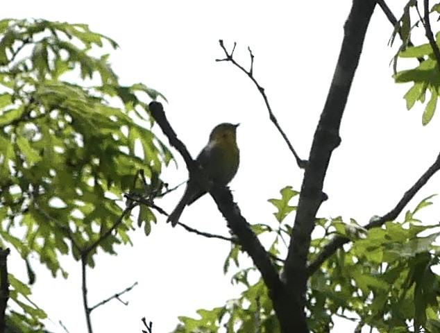 Pine Warbler - Harriet Bell