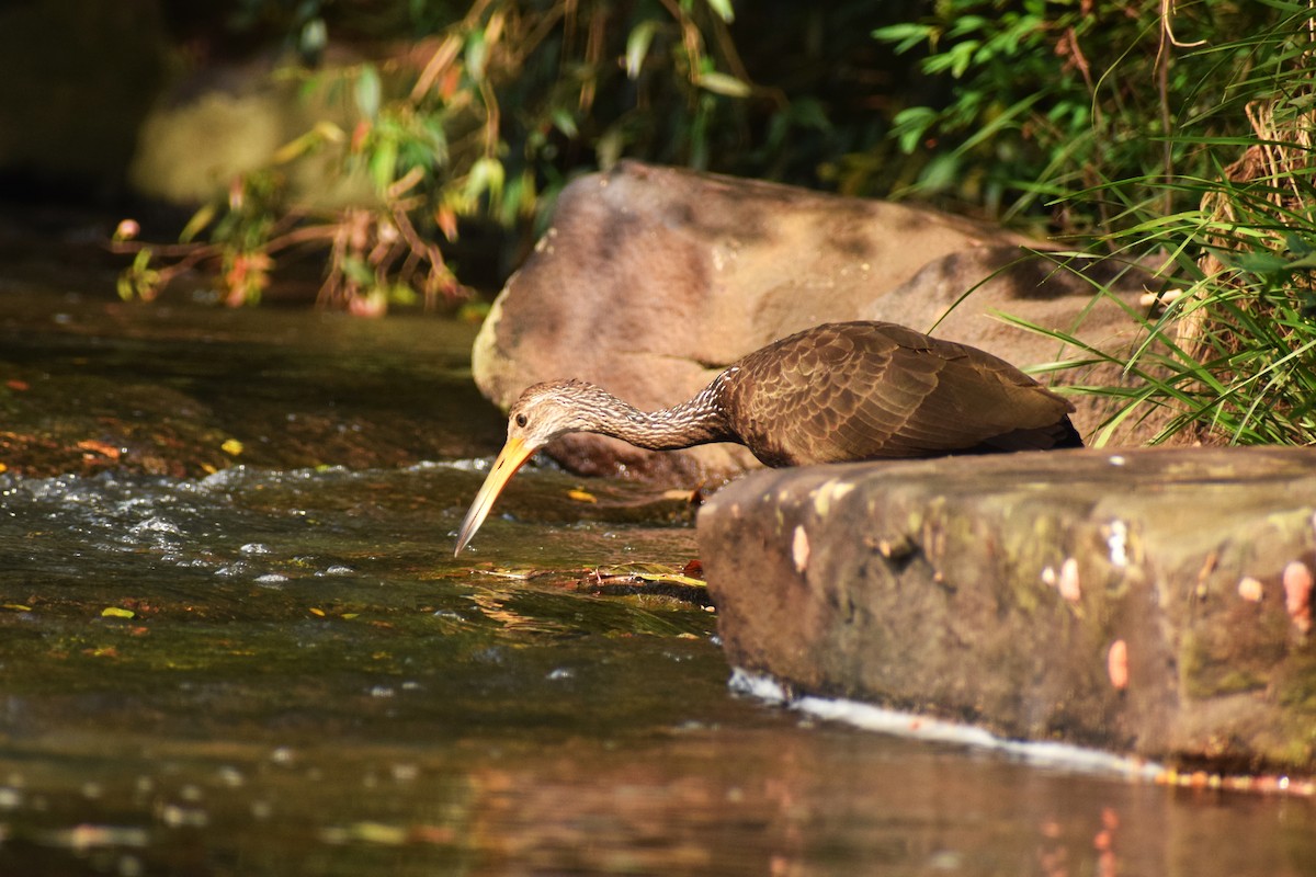 Limpkin - ML618828679