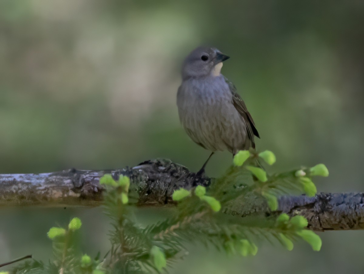 Brown-headed Cowbird - Colleen Robinson