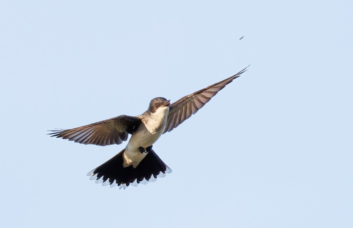 Eastern Kingbird - Michel Laquerre