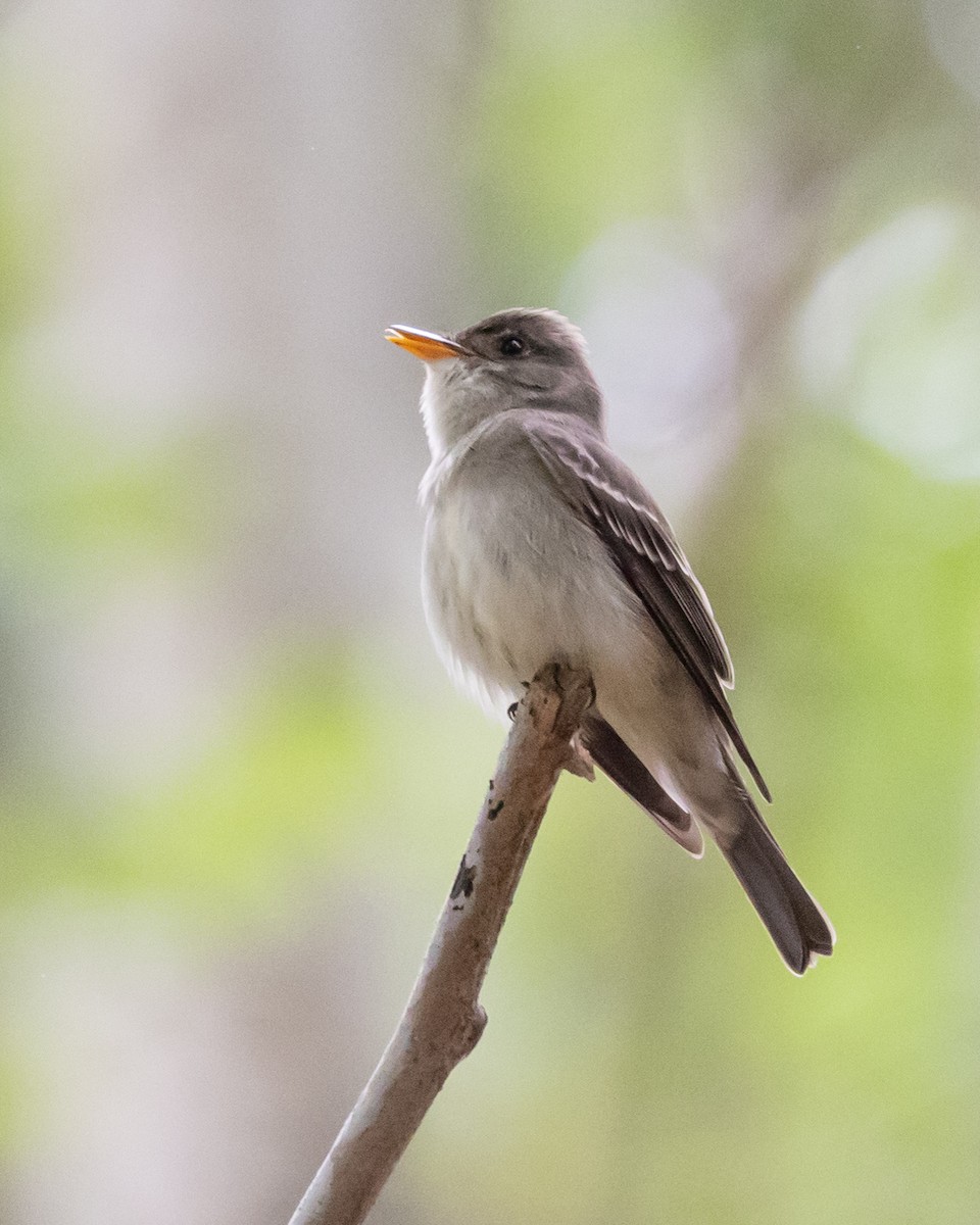 Eastern Wood-Pewee - Jeff Lewis