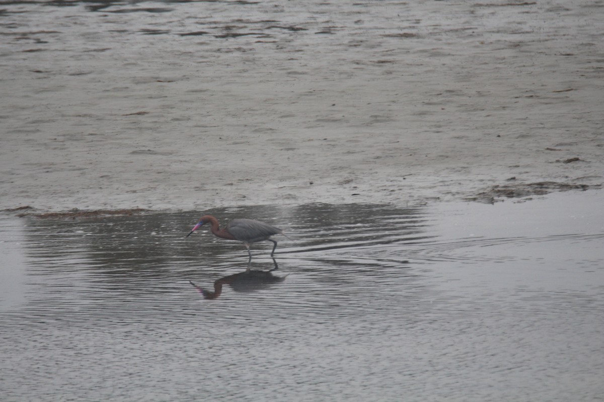 Reddish Egret - Jim Roberts