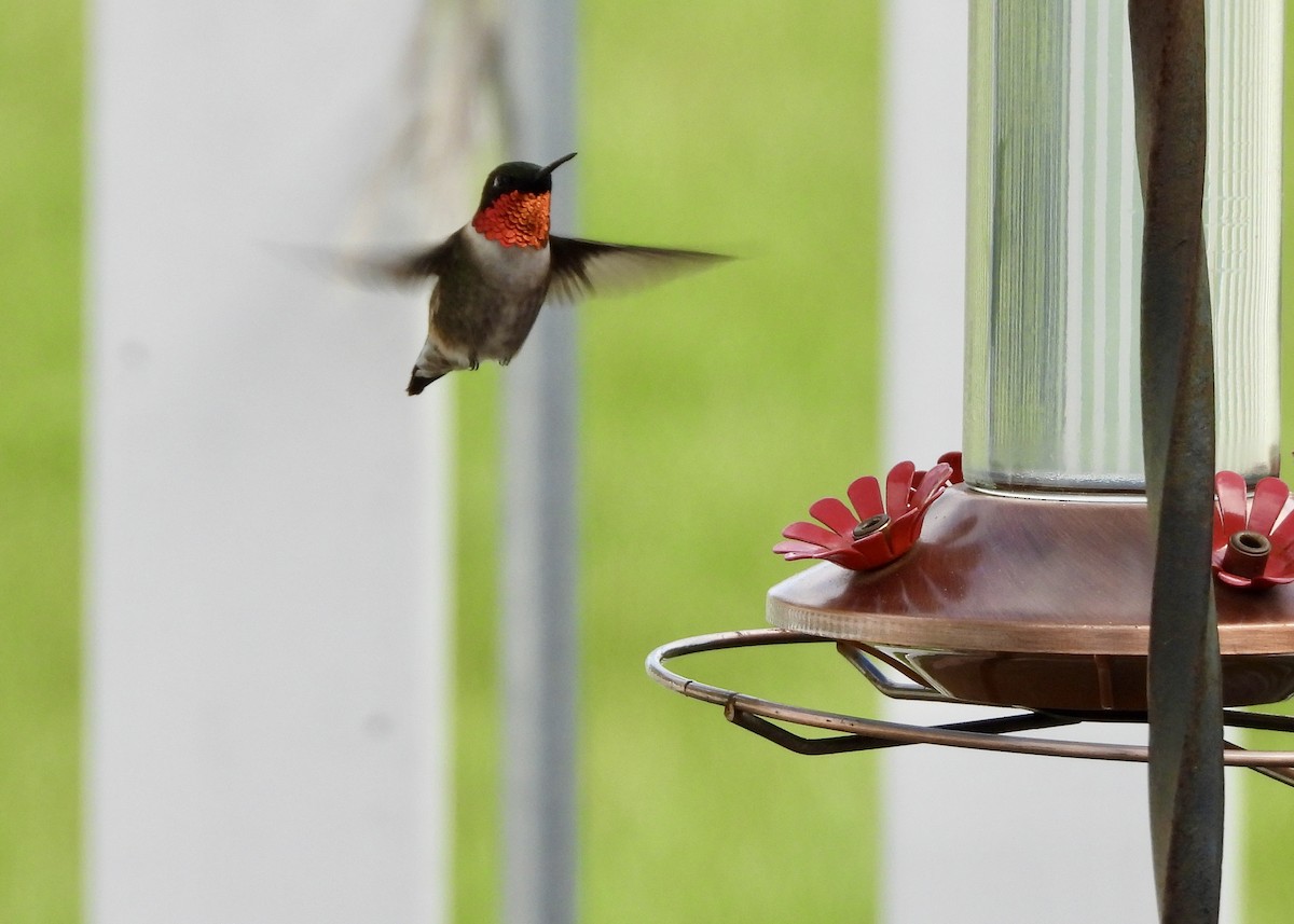 Ruby-throated Hummingbird - Tim Ward