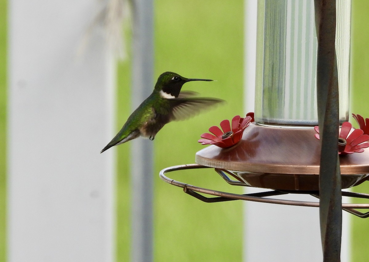 Ruby-throated Hummingbird - Tim Ward