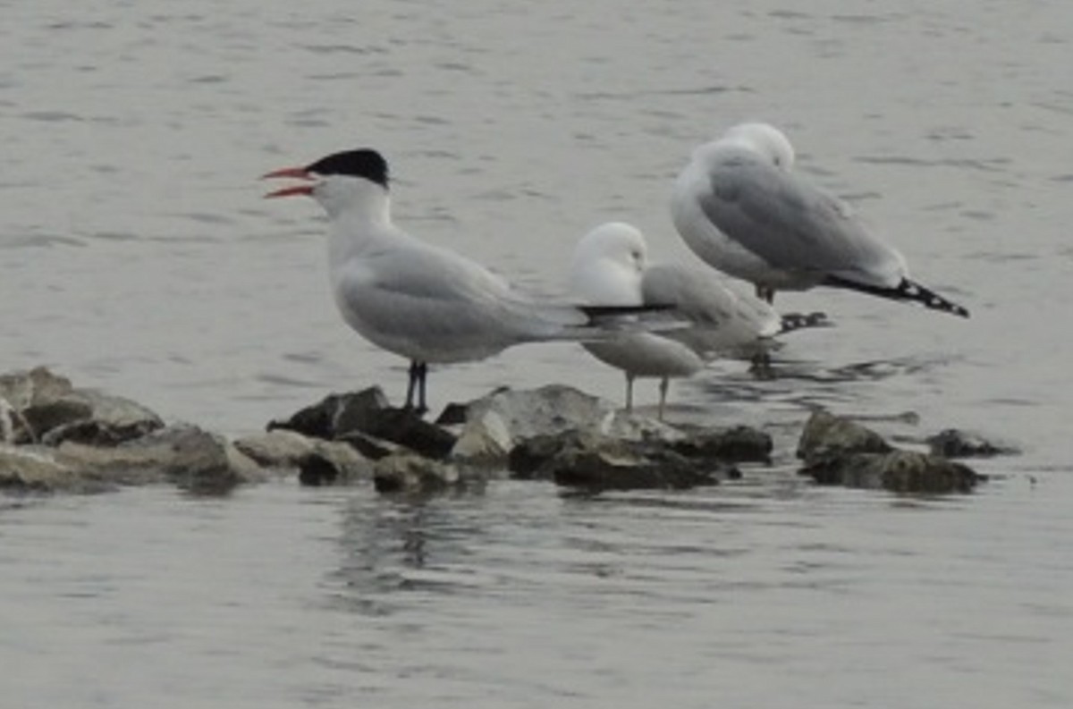 Caspian Tern - Jeffrey C and Teresa B Freedman