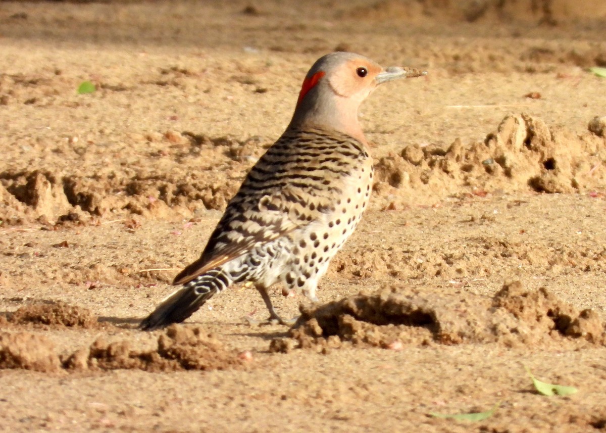 Northern Flicker - Tim Ward