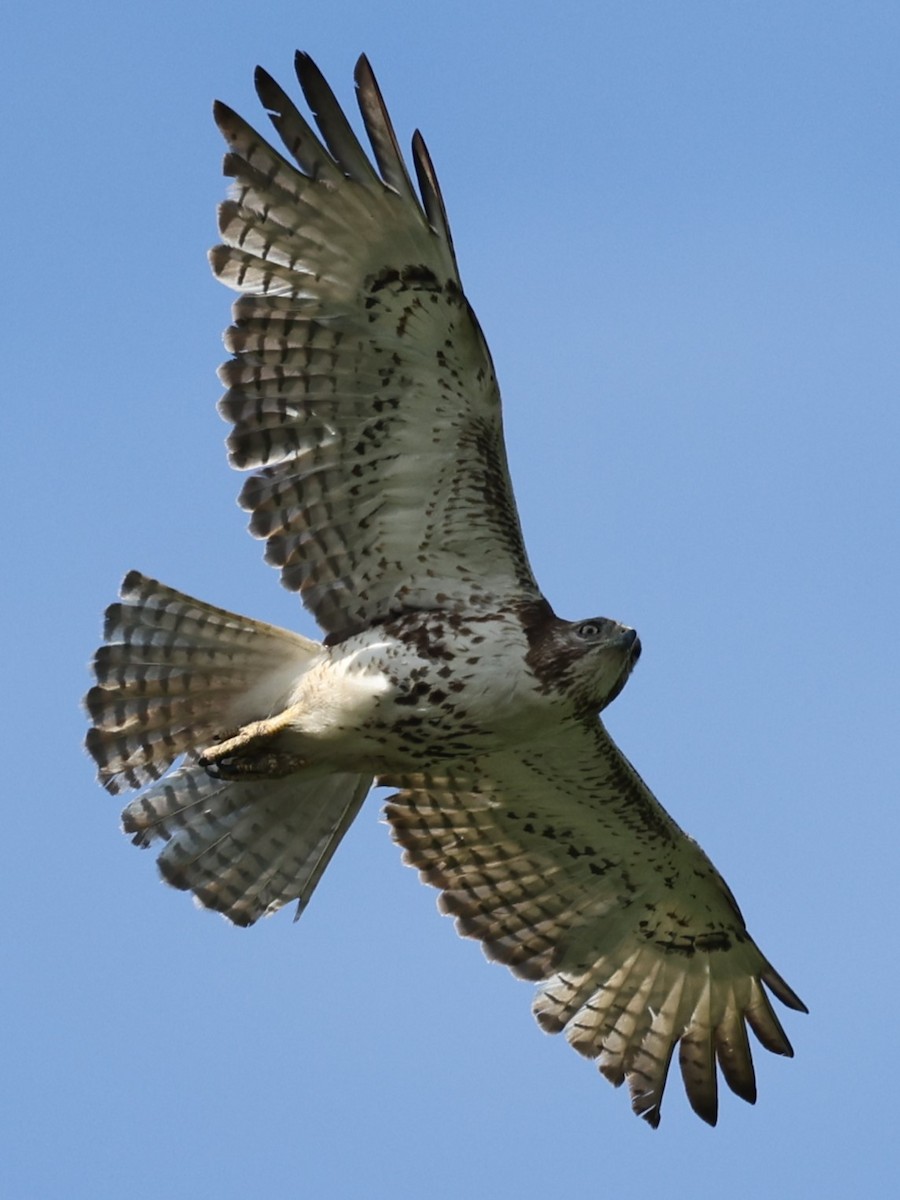 Red-tailed Hawk - Kathy Richardson