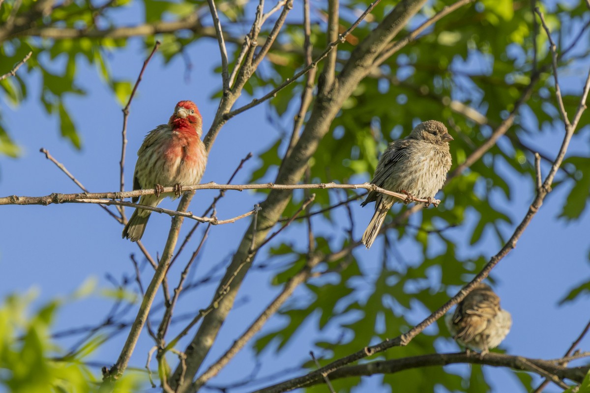 House Finch - Liz Pettit