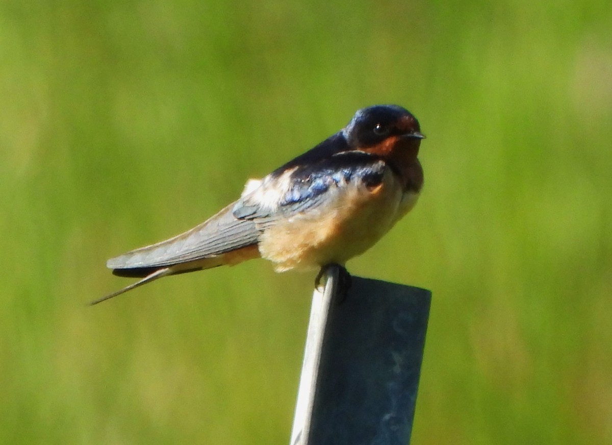 家燕 - ML618828792