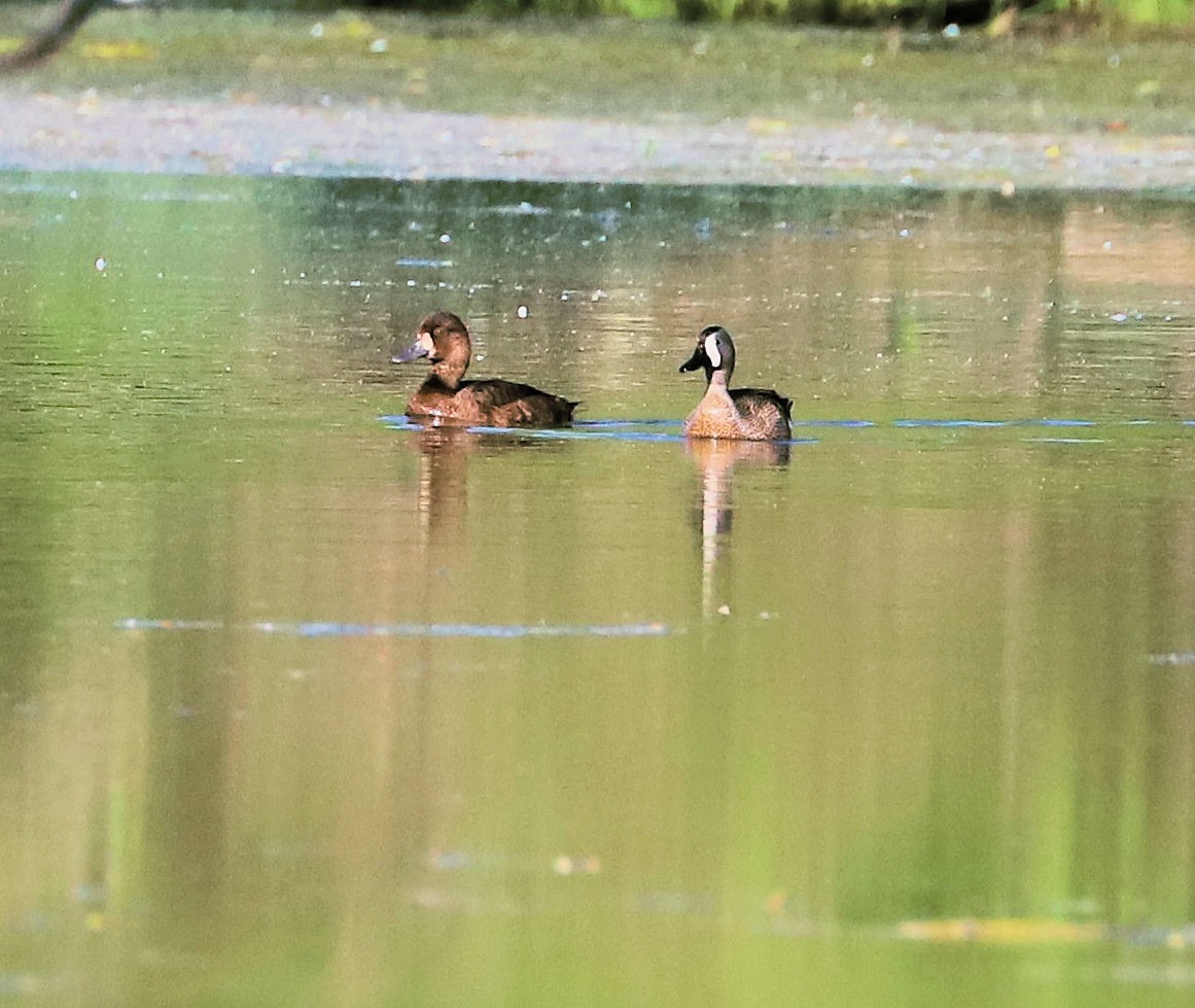 Lesser Scaup - DICK GRUBB