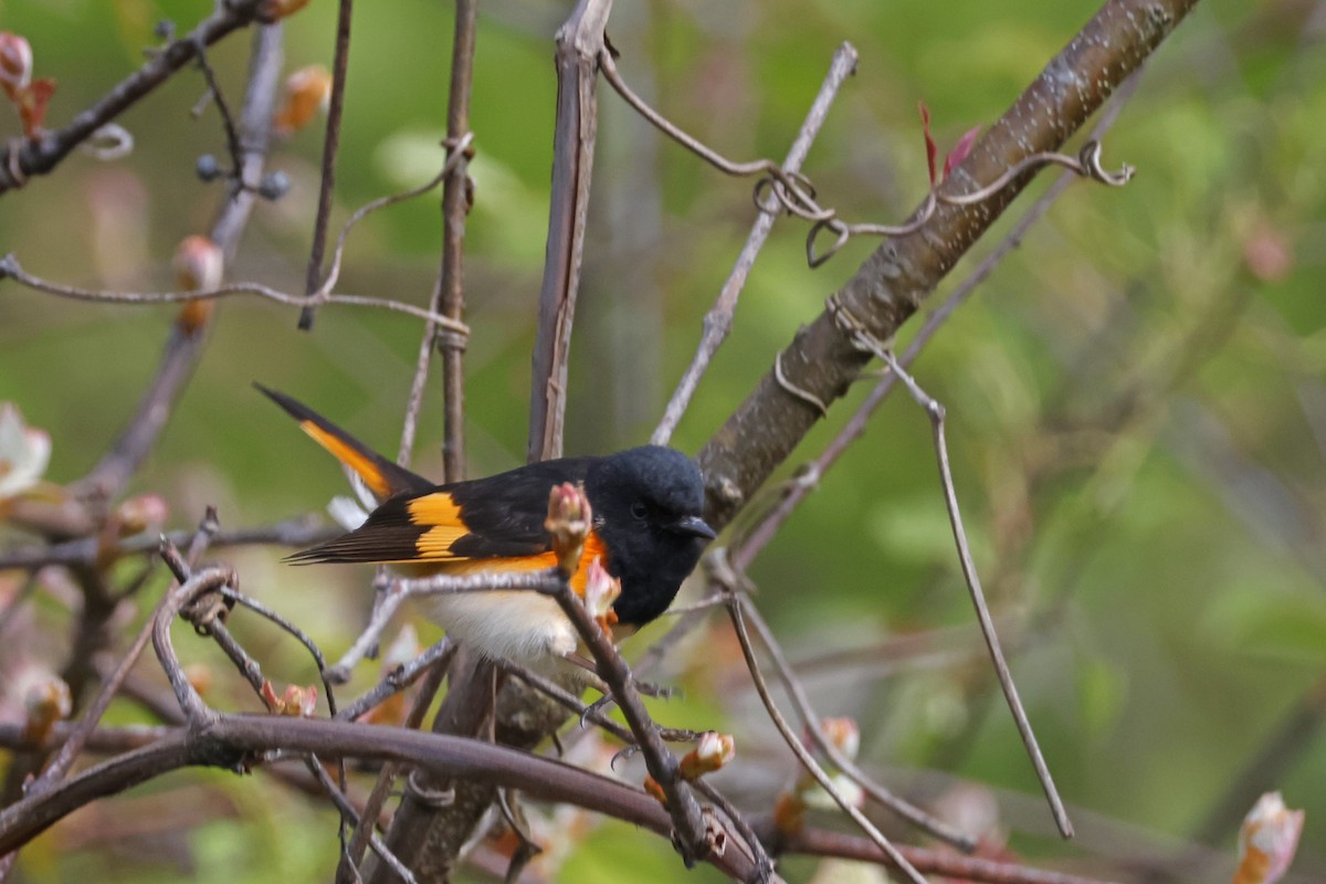 American Redstart - Larry Therrien