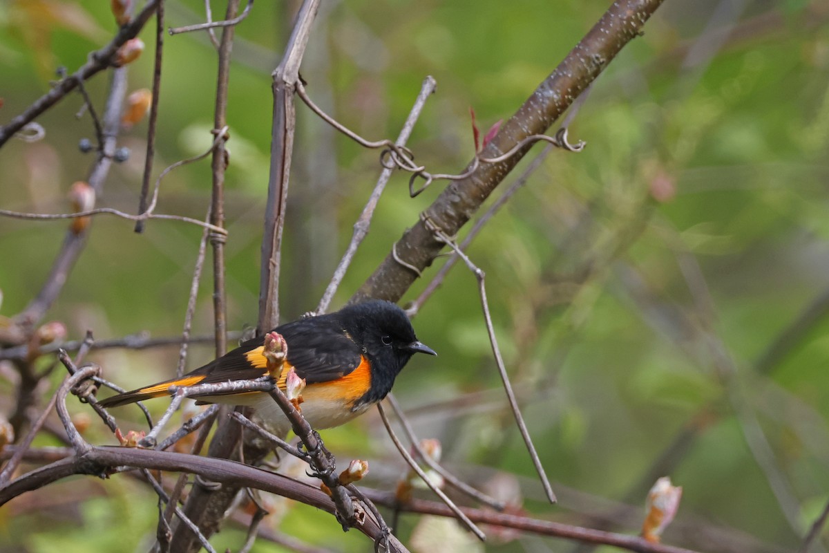 American Redstart - Larry Therrien