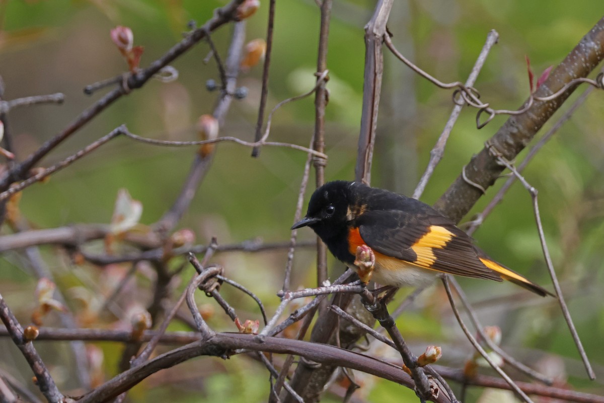 American Redstart - Larry Therrien