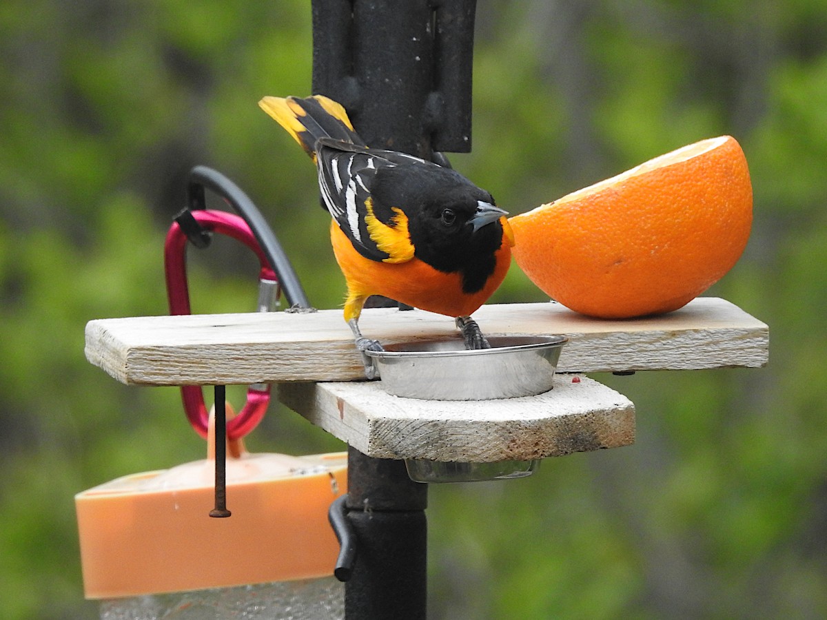 Baltimore Oriole - Doug Wipf