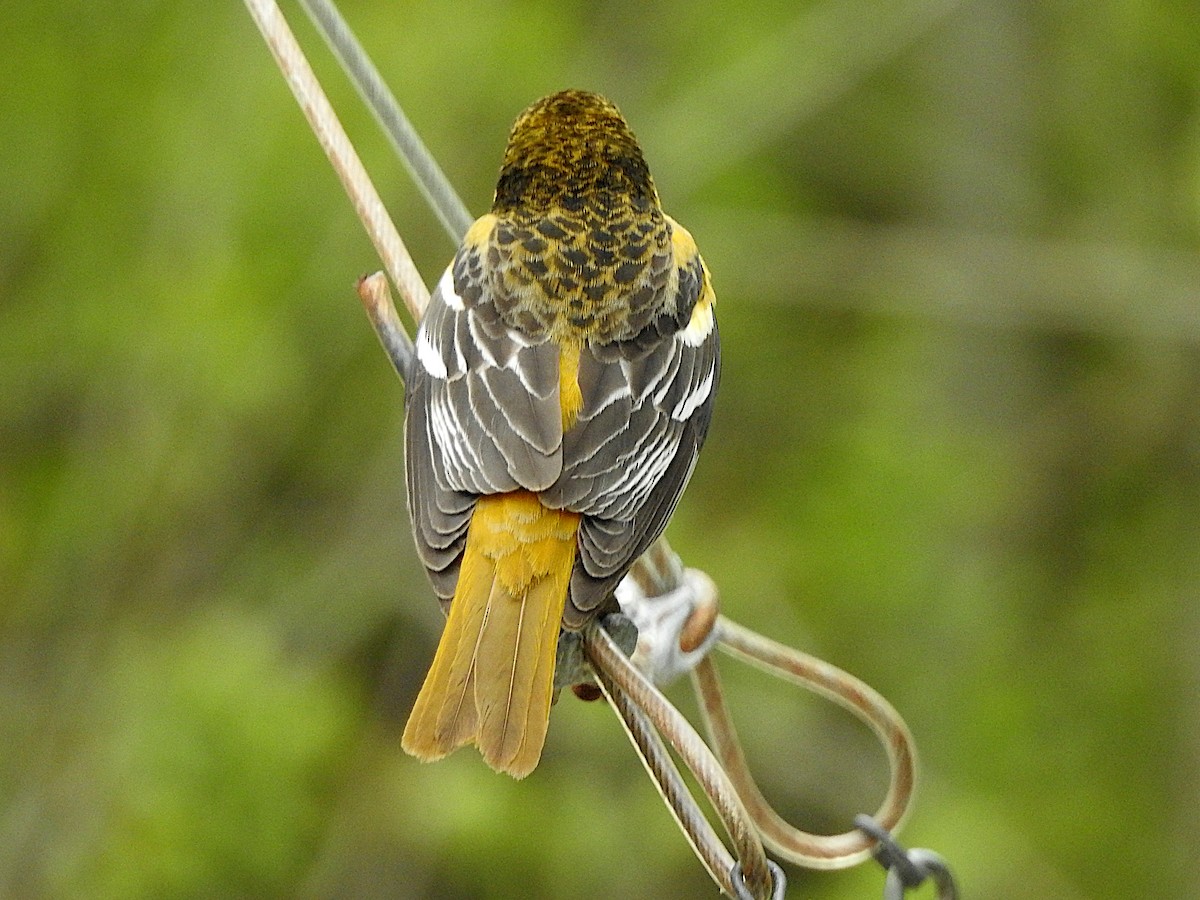 Baltimore Oriole - ML618828850