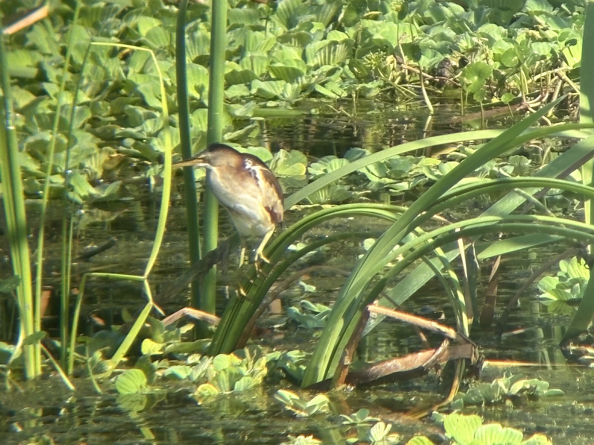 Least Bittern - John  Thomton