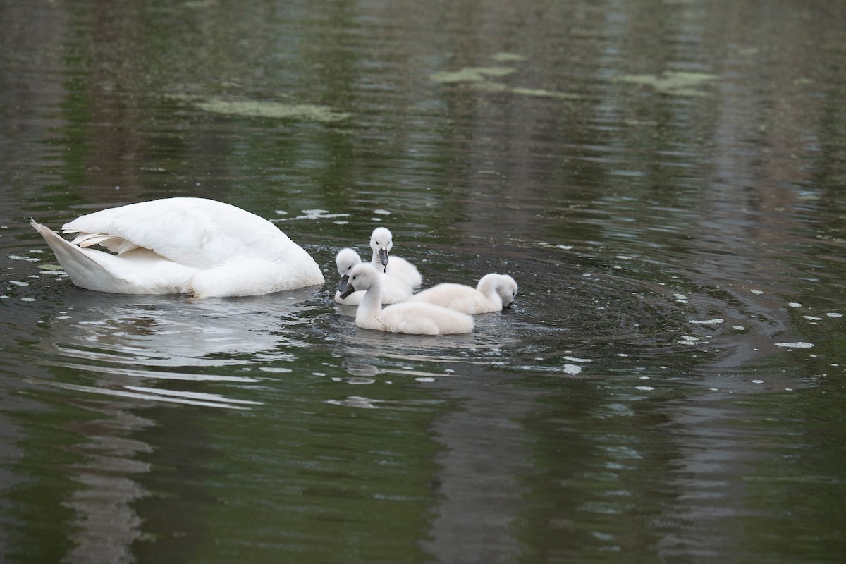 Mute Swan - Hannes Breuninger