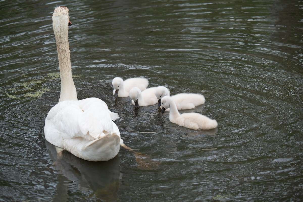 Mute Swan - Hannes Breuninger