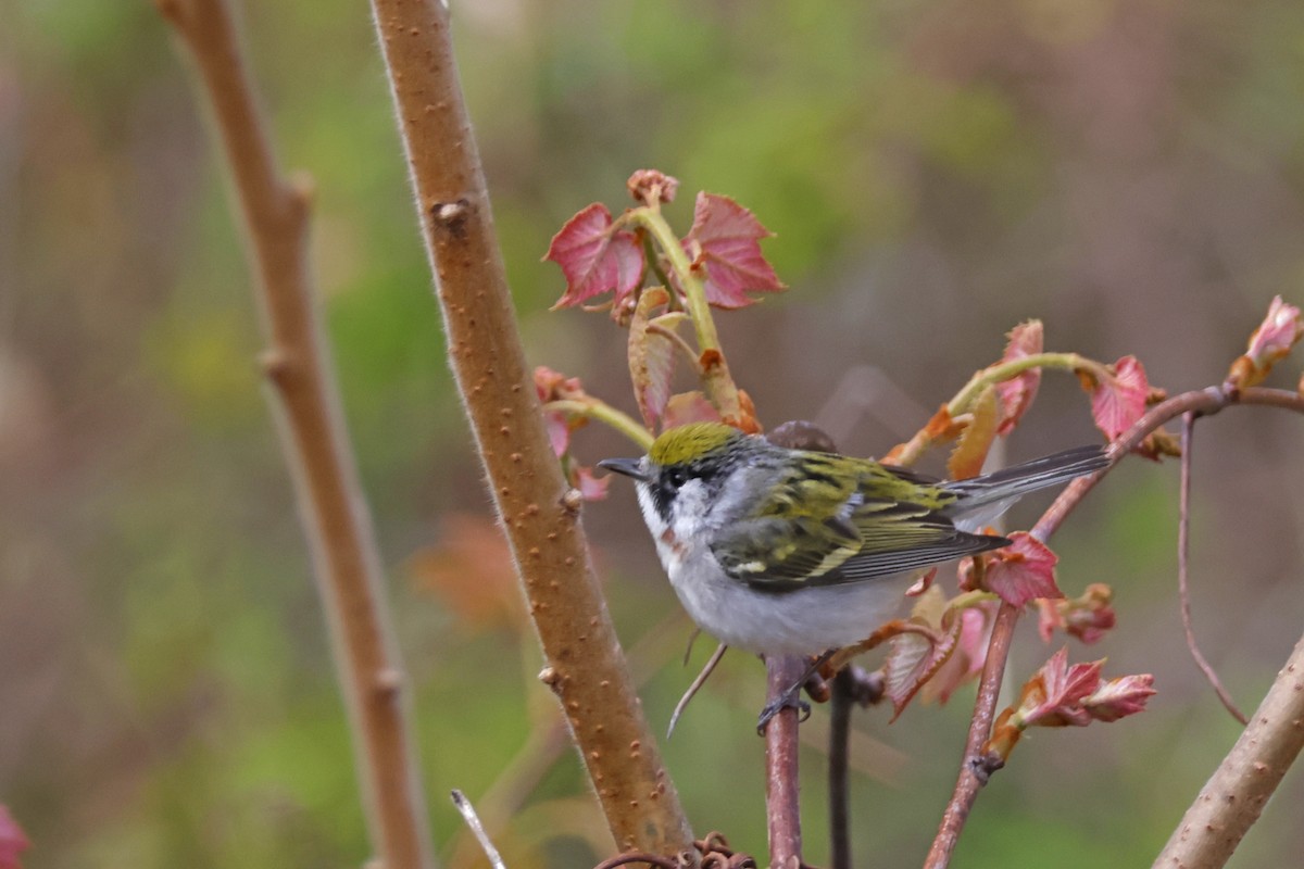 Chestnut-sided Warbler - Larry Therrien