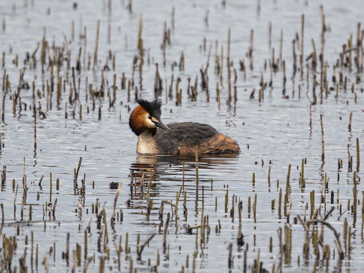 Great Crested Grebe - Aleksey Krylov