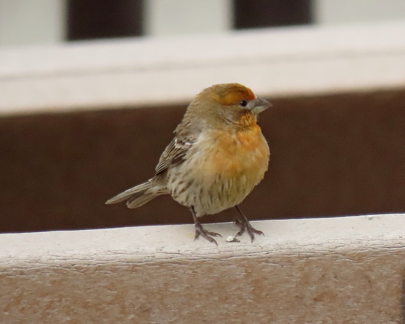 House Finch - greg slak