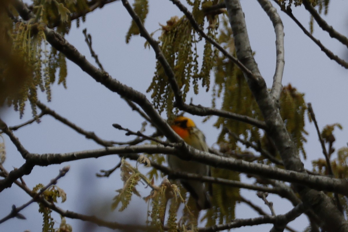 Blackburnian Warbler - Larry Therrien