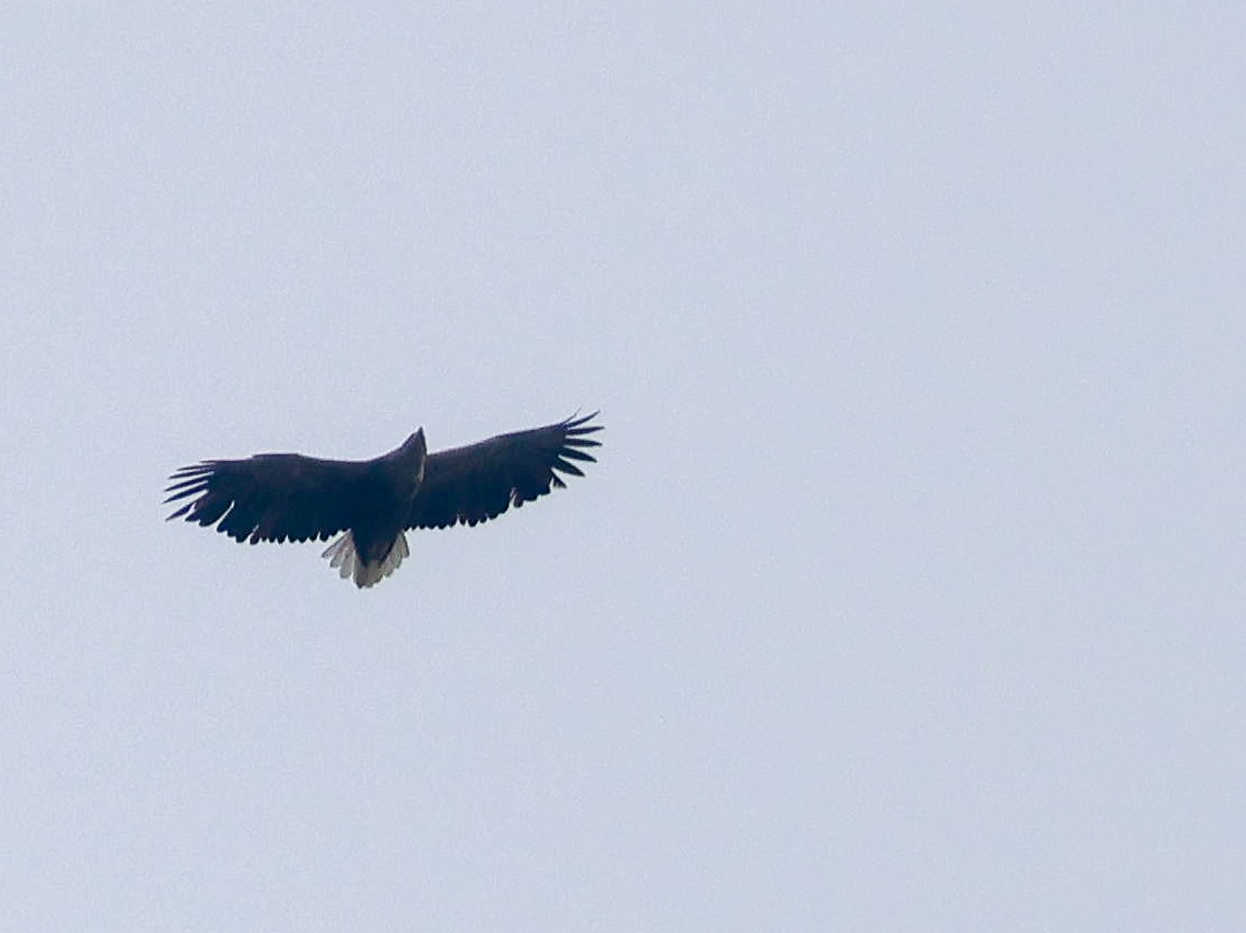 White-tailed Eagle - ML618828888