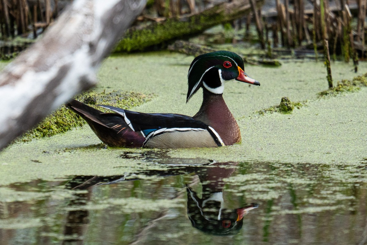 Wood Duck - ML618828890