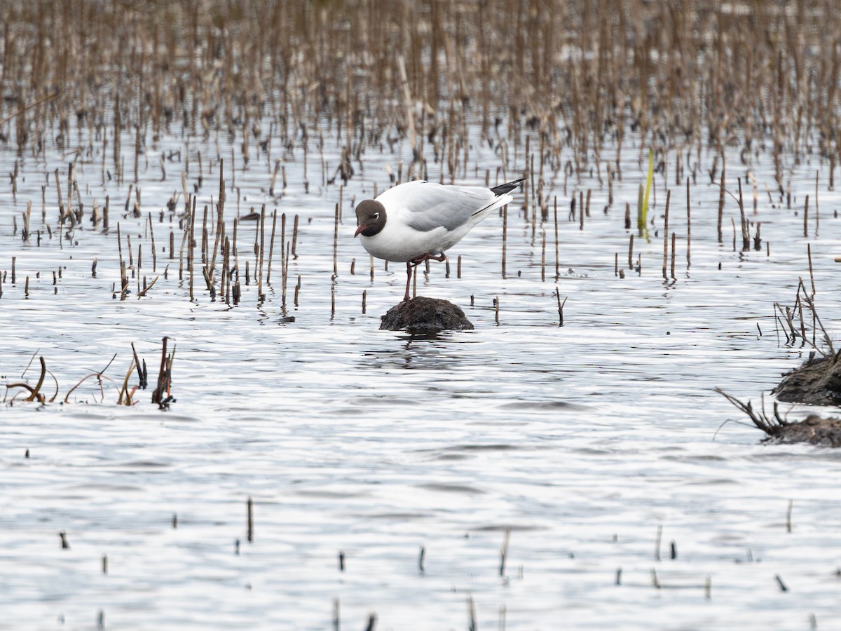 Black-headed Gull - Aleksey Krylov