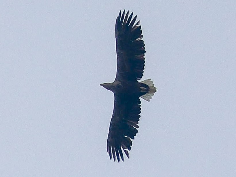 White-tailed Eagle - ML618828900