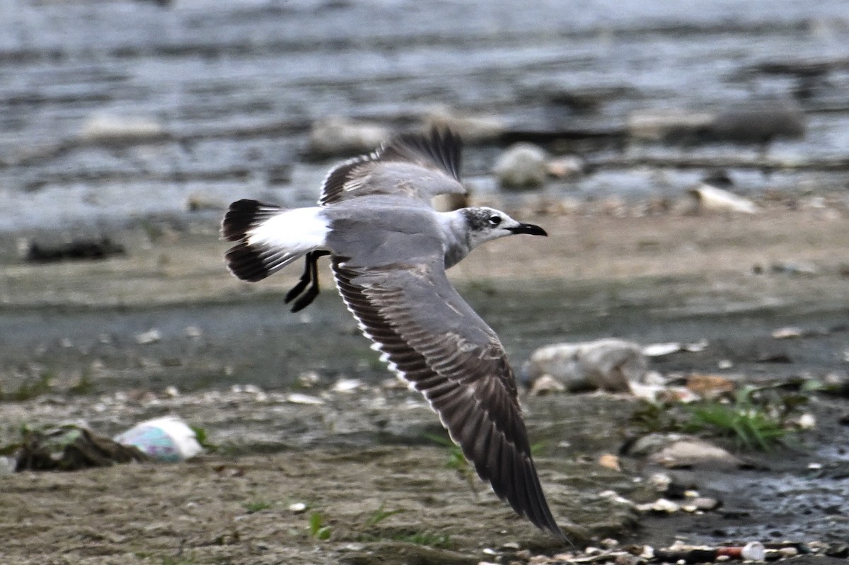 Gaviota Guanaguanare - ML618828907