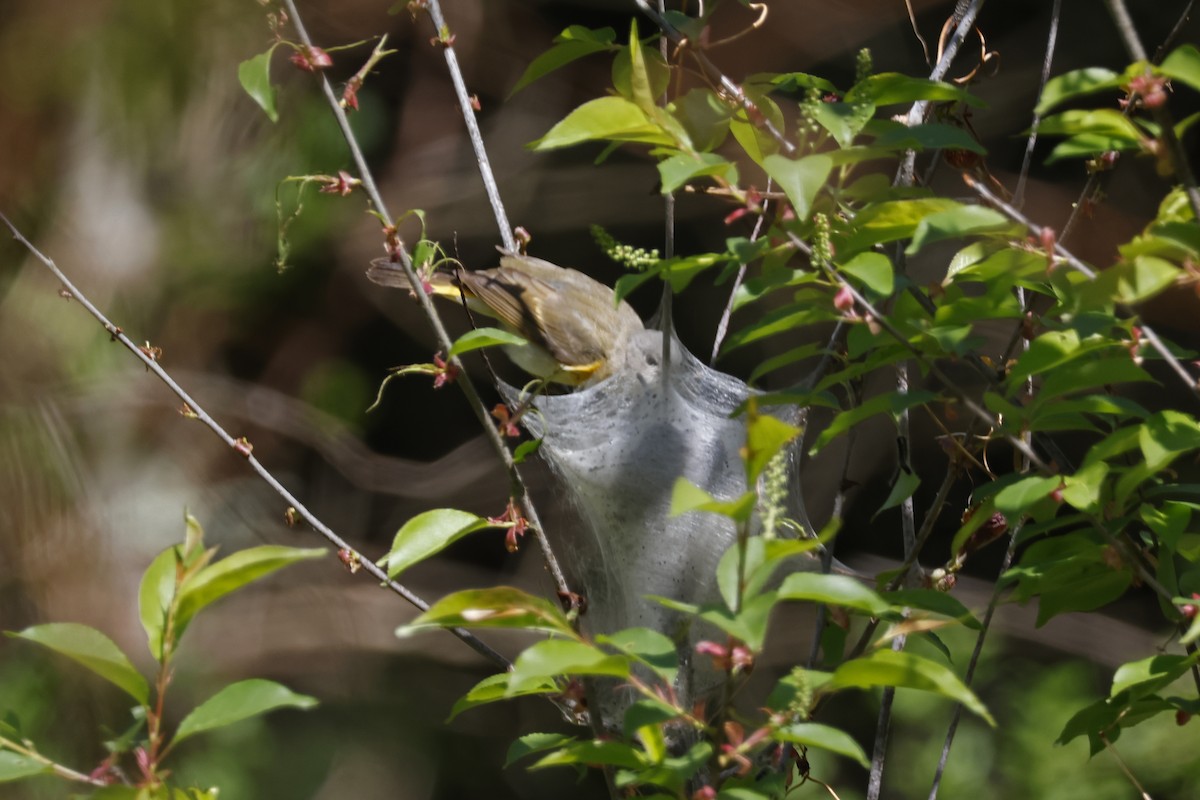 American Redstart - Larry Therrien