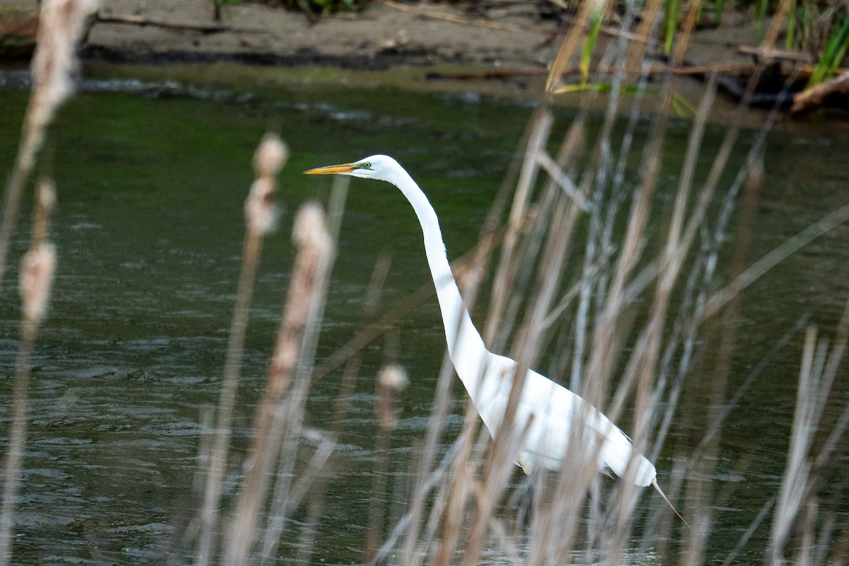 Great Egret - Hannes Breuninger