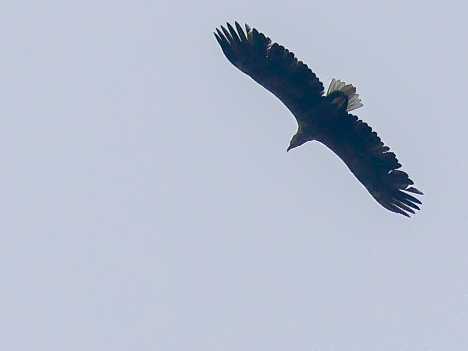 White-tailed Eagle - ML618828912