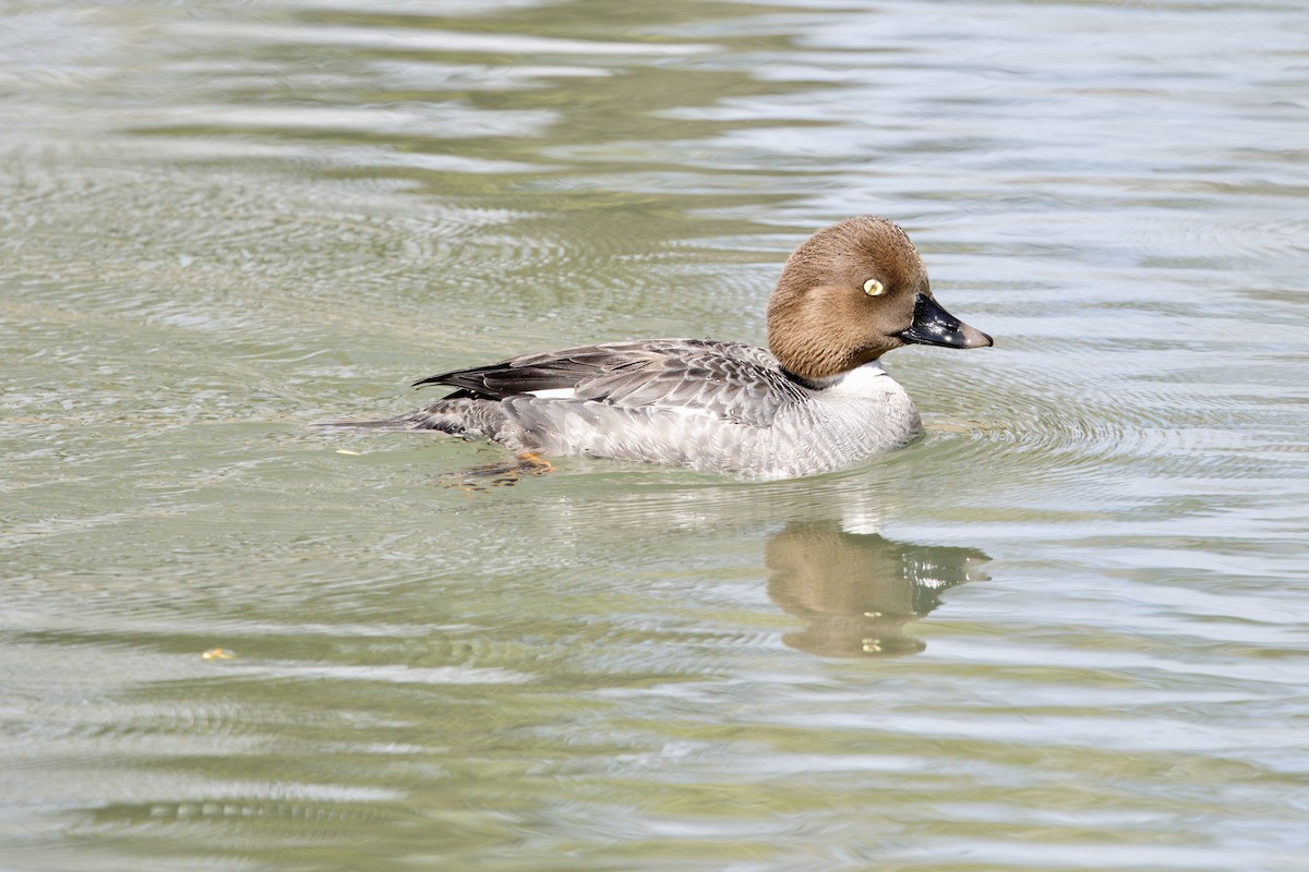 Common Goldeneye - Trevor Churchill