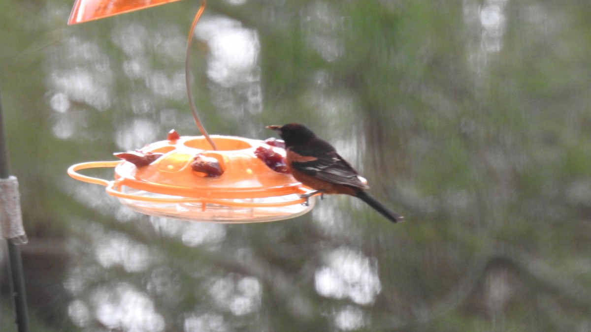 Orchard Oriole - Anca Vlasopolos